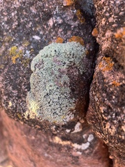 Lecanora argopholis