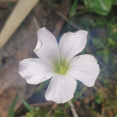 Oxalis incarnata