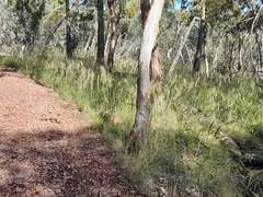 Austrostipa densiflora