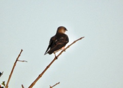 Alopochelidon fucata