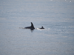 Grampus griseus