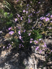 Stylidium laricifolium