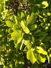 Diospyros lycioides