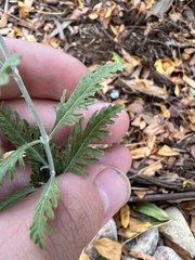 Salvia yangii