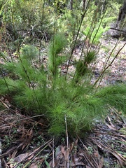 Caustis blakei