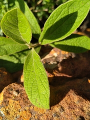 Diospyros lycioides