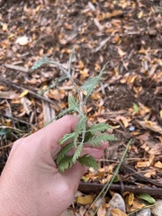 Salvia yangii