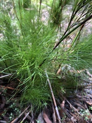 Caustis blakei