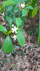 Gentianales