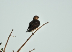 Alopochelidon fucata