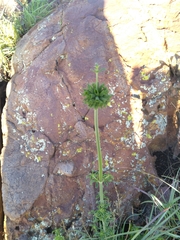 Leonotis nepetifolia