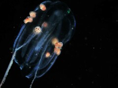 Hyperiidae