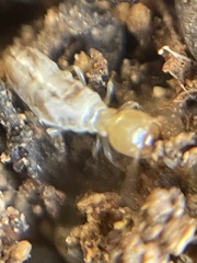 Gnathamitermes