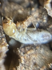 Gnathamitermes