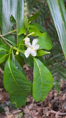 Gentianales
