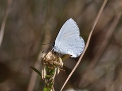 Candalides xanthospilos