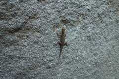 Cnemaspis boulengeri