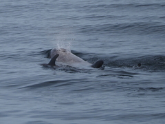 Grampus griseus