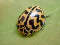 Cleobora mellyi
