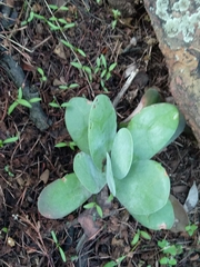 Kalanchoe thyrsiflora