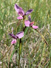 Diuris punctata