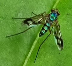 Chrysosomatini