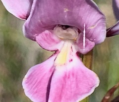 Diuris punctata