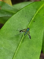 Chrysosomatini