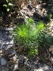 Stylidium laricifolium