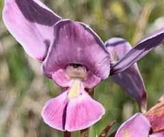 Diuris punctata