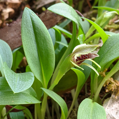 Chiloglottis grammata
