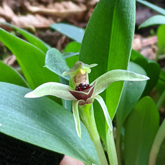Chiloglottis grammata
