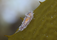 Caldukia affinis