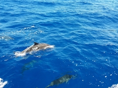 Stenella frontalis