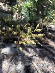 Stylidium laricifolium