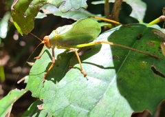 Ozphyllum naskreckii