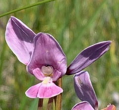 Diuris punctata