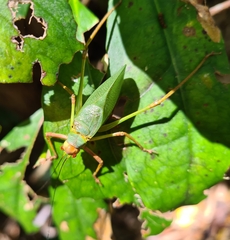 Ozphyllum naskreckii