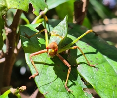 Ozphyllum naskreckii