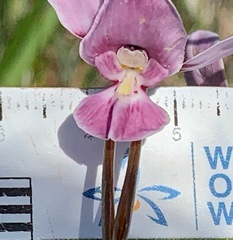 Diuris punctata