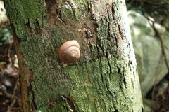 Quantula