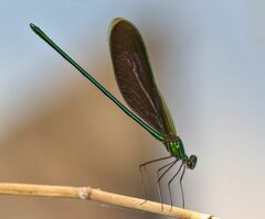 Neurobasis chinensis