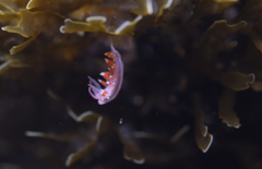 Coryphellina poenicia