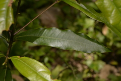 Cinnamomum oliveri