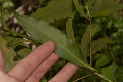 Cinnamomum oliveri