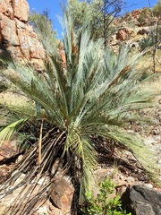 Macrozamia macdonnellii