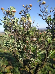 Protea caffra caffra