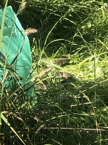 Tiger Snake sighting