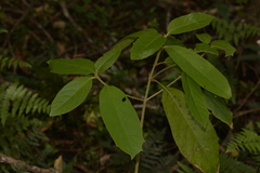 Gmelina leichhardtii