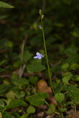 Lobelia trigonocaulis